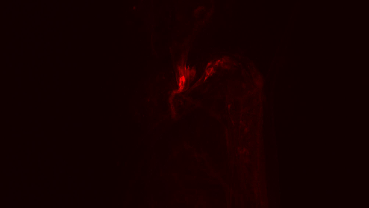 01x38-ceu8x.gif