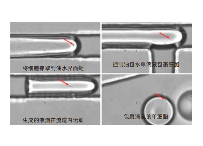 单细胞捕获成功率大于95%.png